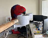 solomon-island-eclectus-parrots-for-sale