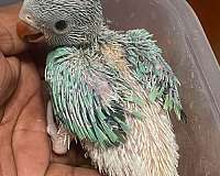 handfed-parakeet-for-sale
