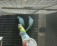 parakeet-for-sale