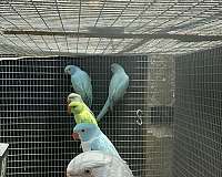 small-bird-for-sale