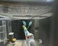 small-parakeet-for-sale