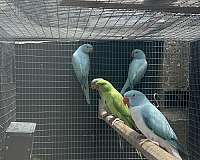 handfed-bird-for-sale