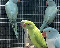 handfed-parakeet-for-sale
