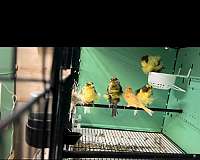 adult-canary-for-sale