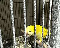 yellow-bird-for-sale-in-stafford-va