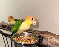 white-bellied-caique-for-sale-in-naples-fl