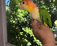 white-bellied-caique-for-sale-in-naples-fl