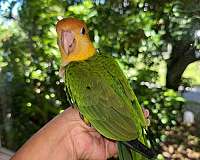 caique-white-bellied-caique-for-sale-in-naples-fl