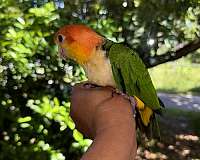 white-bellied-caique-for-sale