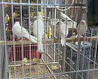 white-bird-for-sale-in-hagerstown-md