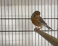 canary-for-sale-in-hagerstown-md