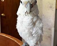 male-mixed-bird-for-sale-in-dade-city-fl