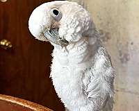 cockatoo-for-sale-in-dade-city-fl