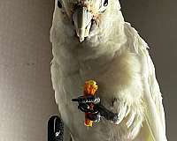 cockatoo-for-sale-in-dade-city-fl