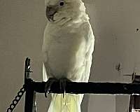 male-mixed-bird-for-sale-in-dade-city-fl