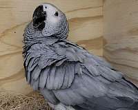 african-grey-parrot-for-sale-in-forney-tx
