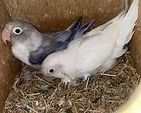 male-female-albino-blue-bird-for-sale
