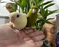 baby-lineolated-parakeet-for-sale