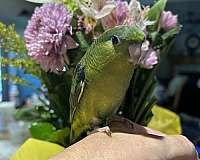 baby-lineolated-parakeet-for-sale