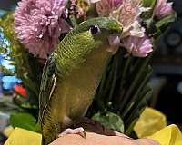 green-bird-for-sale