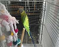 medium-plum-head-parakeet-for-sale