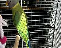 plum-head-parakeet-for-sale-in-lawrenceville-ga