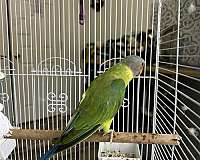 medium-plum-head-parakeet-for-sale