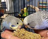 bonded-pair-bird-for-sale-in-asheville-nc