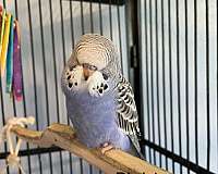 playful-bird-for-sale-in-asheville-nc