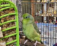 young-parrotlet-for-sale