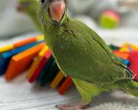 ringneck-parakeet-for-sale-in-dade-city-fl