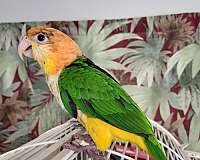 white-bellied-caique-for-sale-in-richmond-va