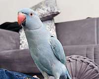 parakeet-for-sale-in-dayton-oh
