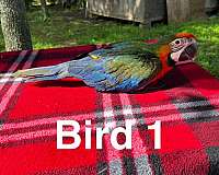 hybrid-macaw-for-sale-in-texas
