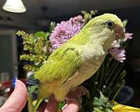 quaker-parrots-for-sale