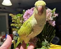 opaline-bird-for-sale-in-layton-ut