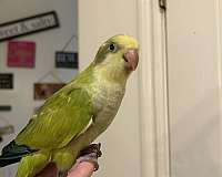 quaker-parrots-for-sale-in-layton-ut