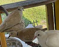 brown-white-handfed-bird-for-sale