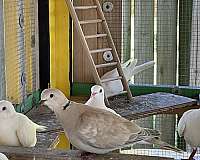 brown-white-pet-bird-for-sale