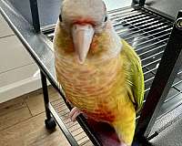companion-bird-for-sale-in-west-grove-pa