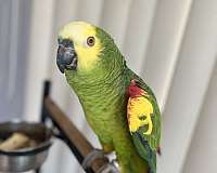 exotic-bird-for-sale-in-millsboro-de