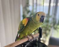 green-bird-for-sale-in-millsboro-de