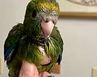 green-pied-bird-adoption