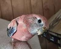young-bird-for-sale-in-santa-ynez-ca