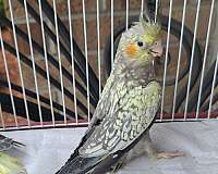 bird-for-sale-in-plainfield-il