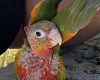 green-cheek-conure-for-sale-in-agoura-hills-ca
