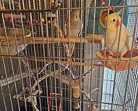 large-bird-for-sale-in-smyrna-tn