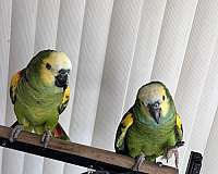 blue-front-amazon-parrot-for-sale-in-millsboro-de