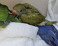 cute-ringneck-parakeet-for-sale