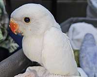 baby-ringneck-parakeet-for-sale